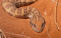 the head of a snake with gold, brown, and black scales on red sand