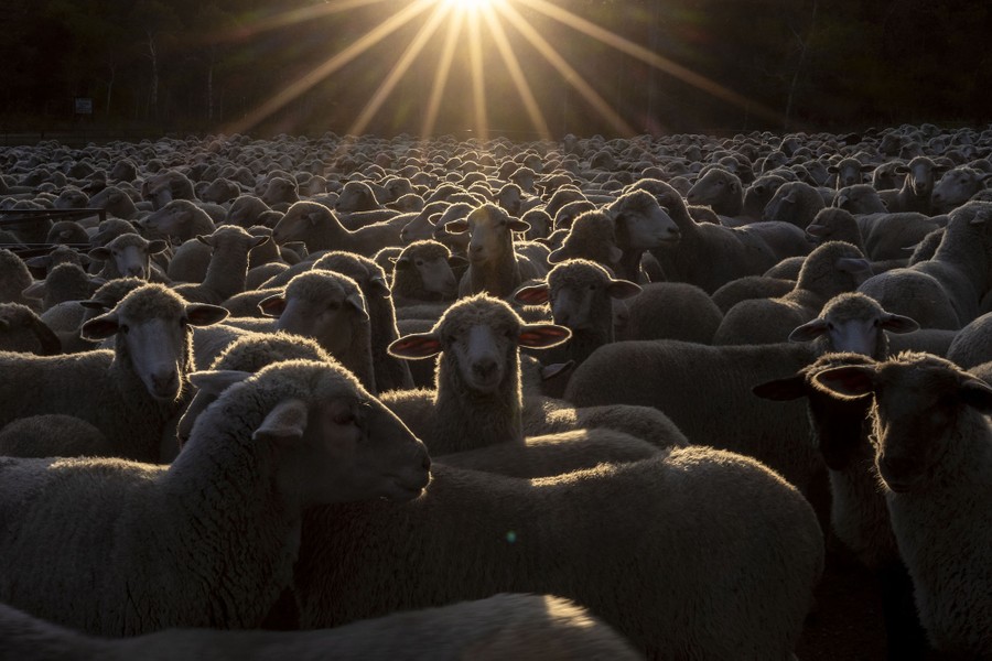 A large herd of sheep, lit from behind