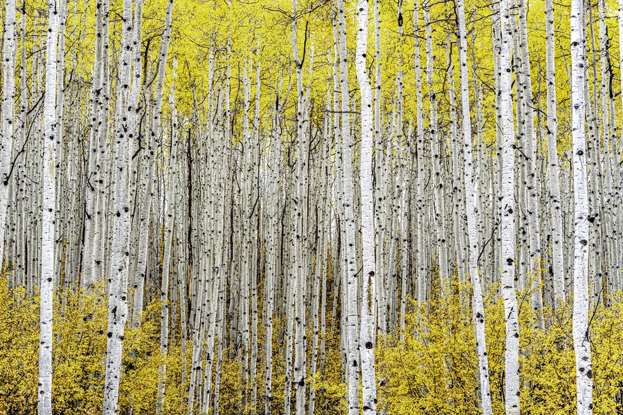 A stand of white-bark trees with yellow leaves