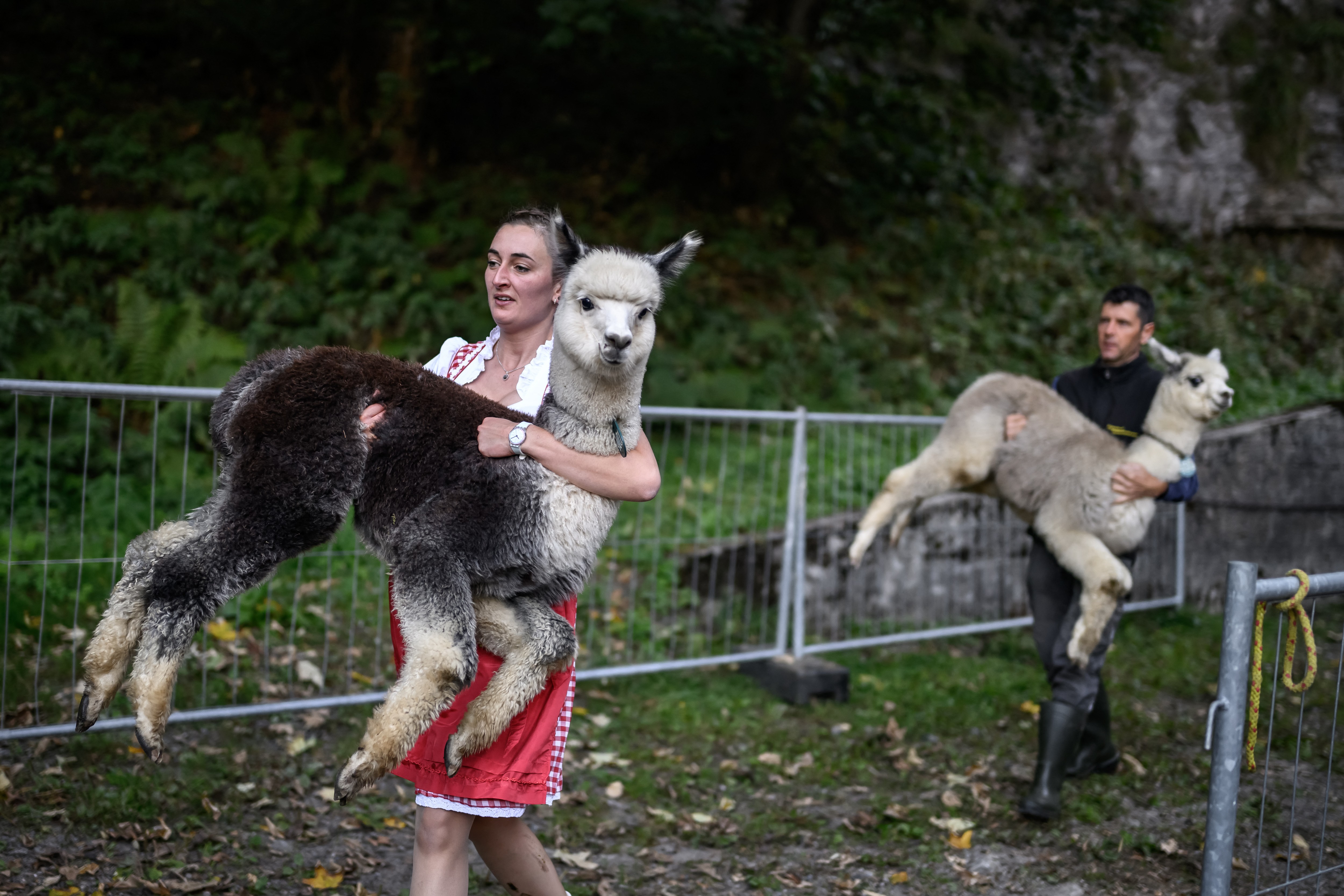 Two people wearing traditional clothing each carry an alpaca on a pathway.
