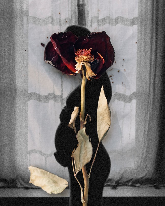 A wilted rose laid over an image of a pregnant woman.