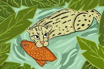 An illustration of a fishing cat holding a koi in its mouth