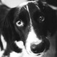 A dog stares up in black-and-white.
