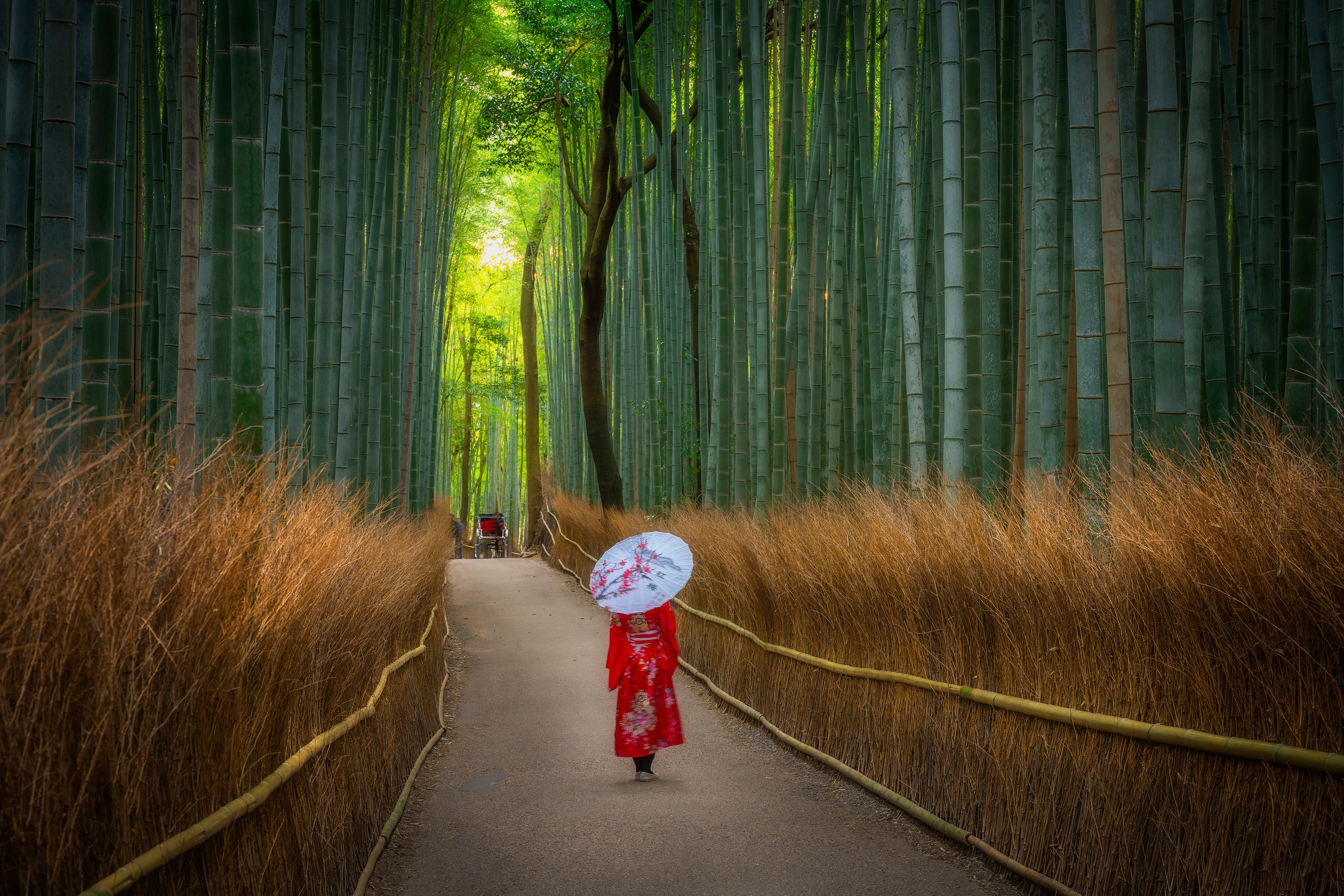 A person walks on a path through a bamboo forest.