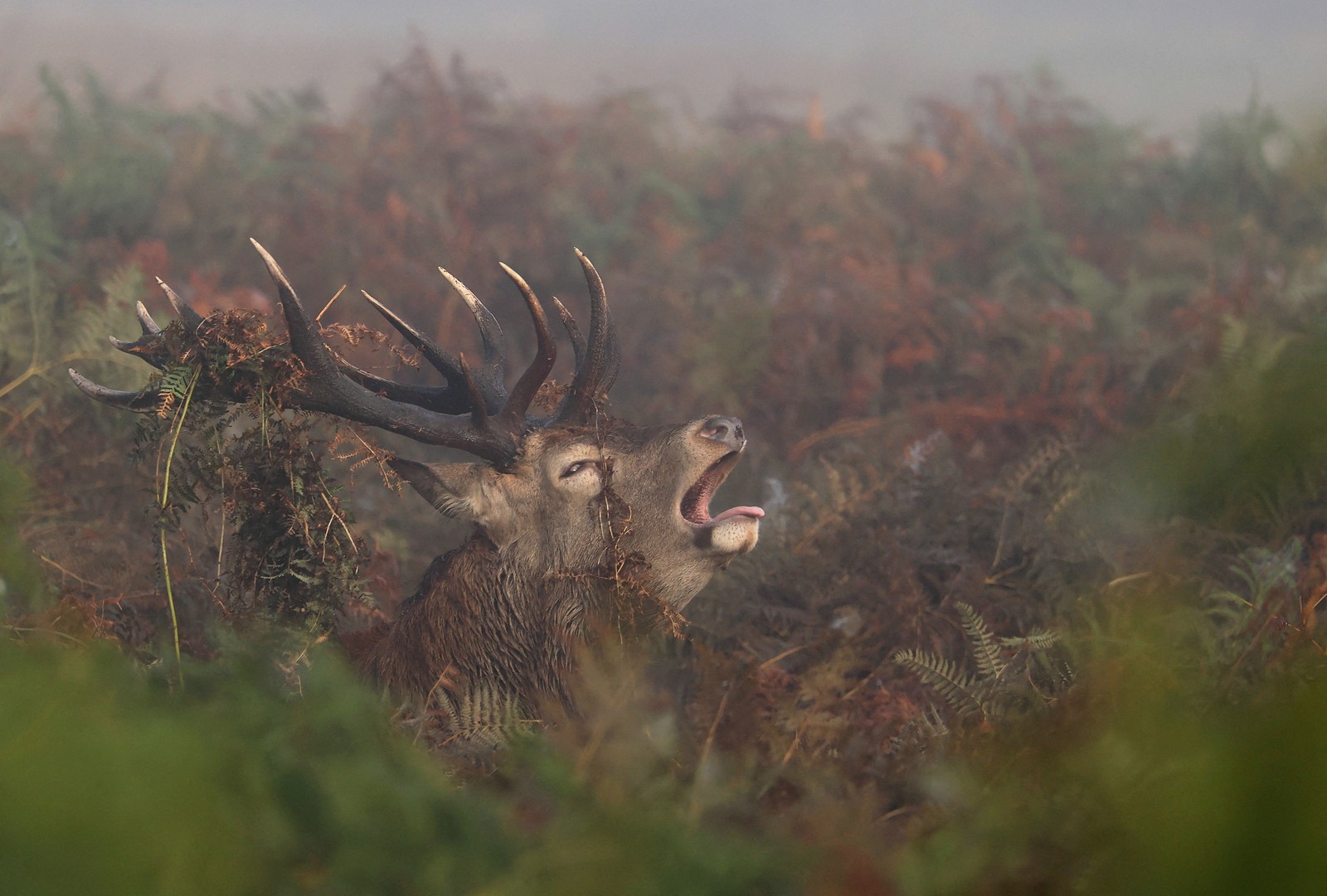 A stag raises its head up and roars, surrounded by foliage.