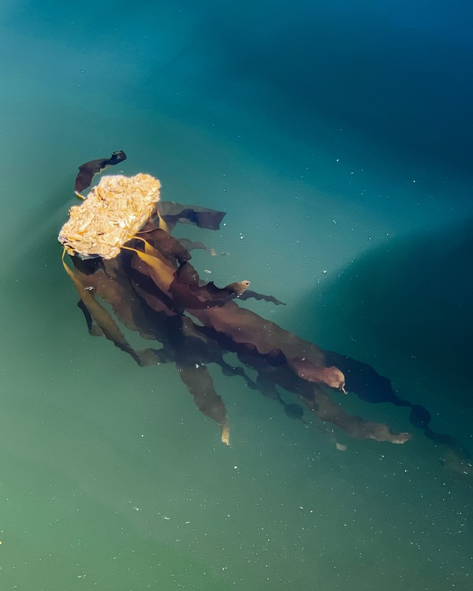 An image of Running Tide's kelp buoy