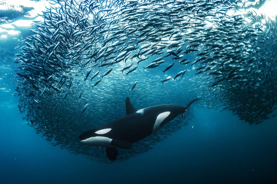 Seen underwater, an orca swims through a tightly formed school of fish, forcing them to swirl away from it.