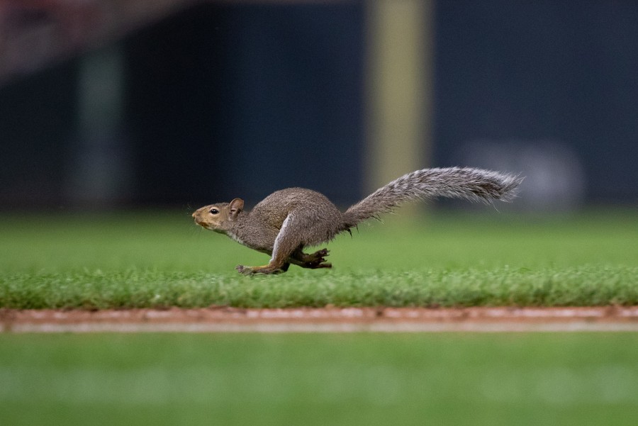 Photos Animals On The Playing Field The Atlantic