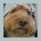Two side-by-side photos of a blond cockapoo and a black cat grooming its paw