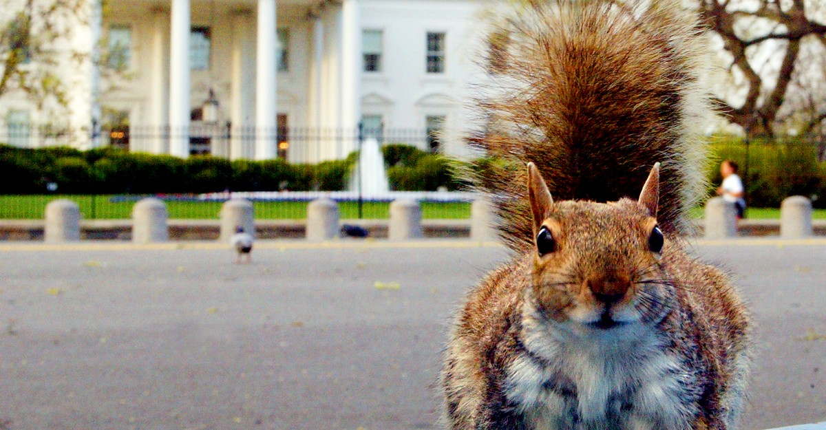 The Government's Surprising History of Squirrel Population Engineering