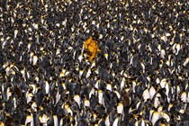 A person in yellow rain gear walks among thousands of penguins on a beach.