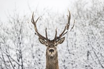 A deer looks straight toward the photographer, standing in front of snow-covered trees.