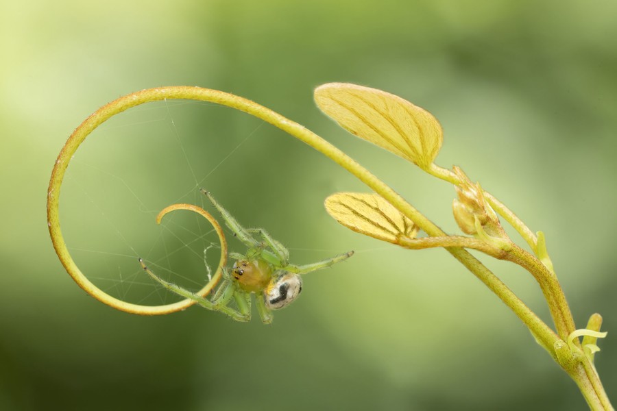 A small green spider climbs on the branch of a plant.