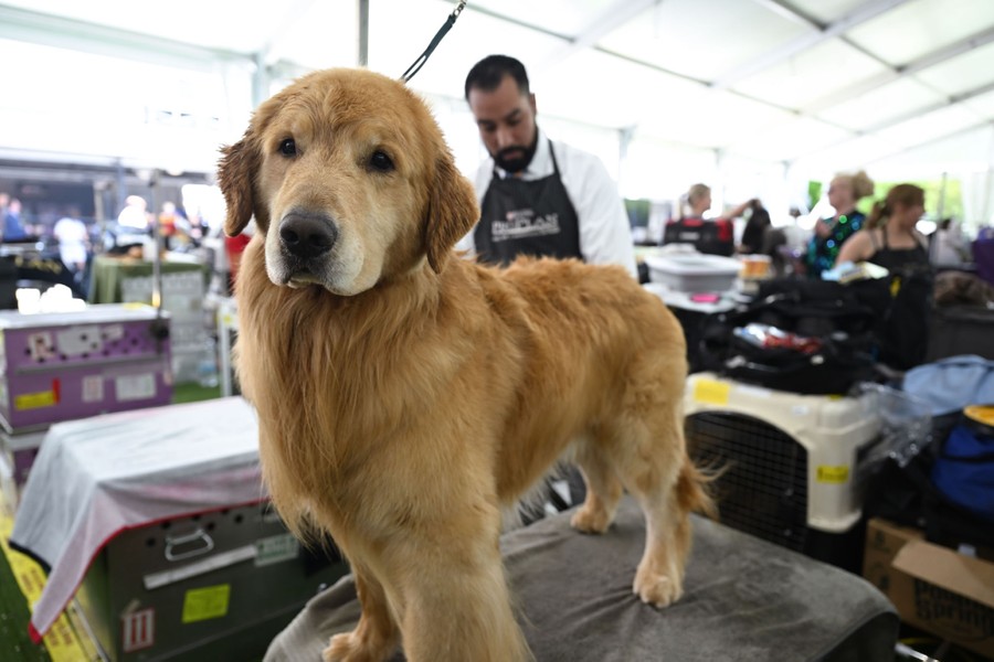 A dog stands on a table as it is groomed.