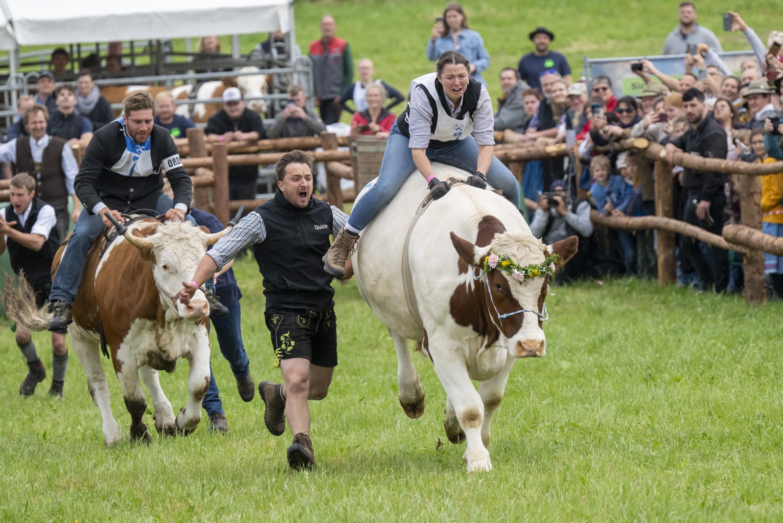 Two people ride on the backs of oxen as they race in front of a crowd.