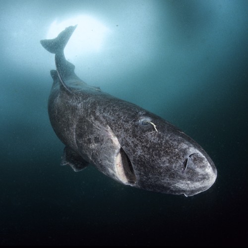 The Sharks That Live To 400 The Atlantic
