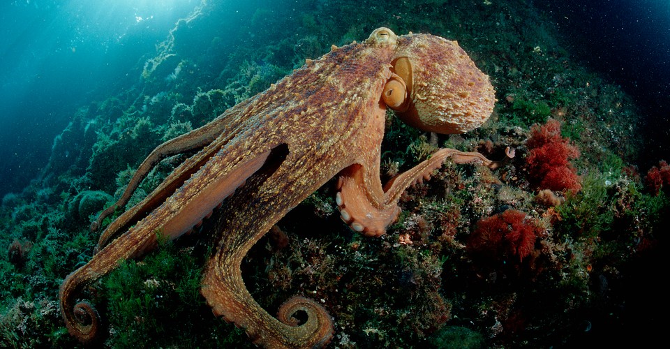 How Smart Is An Octopus The Atlantic Вышло обновление по octoplus / octopus box samsung v.3.0.1! how smart is an octopus the atlantic