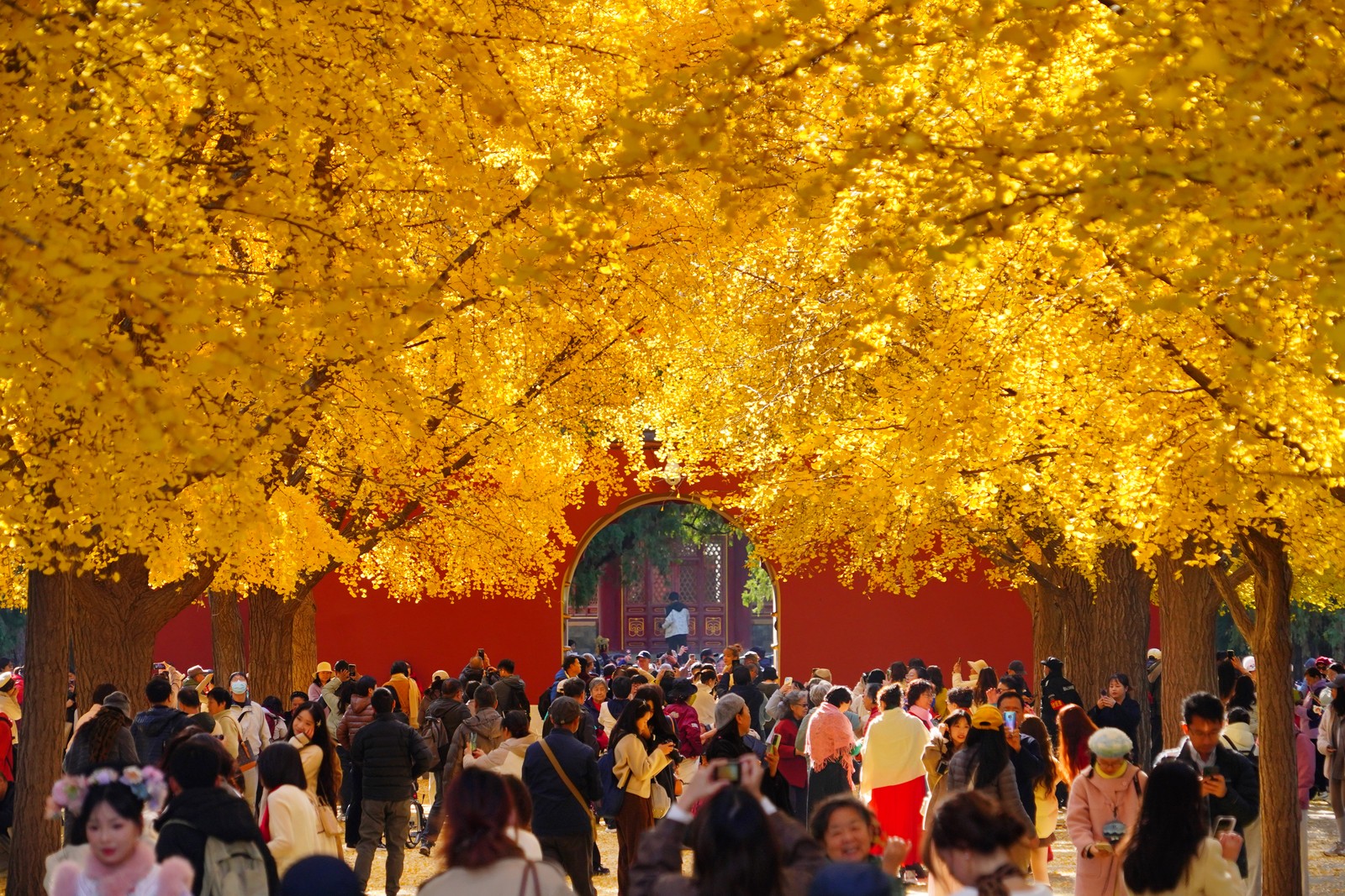 People walk through a courtyard beneath trees with bright yellow fall-colored leaves.
