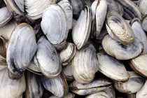 Soft-shell clams