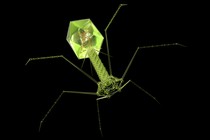 Artistic reconstruction of a phage