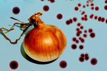 An image of an onion with bacteria splotches