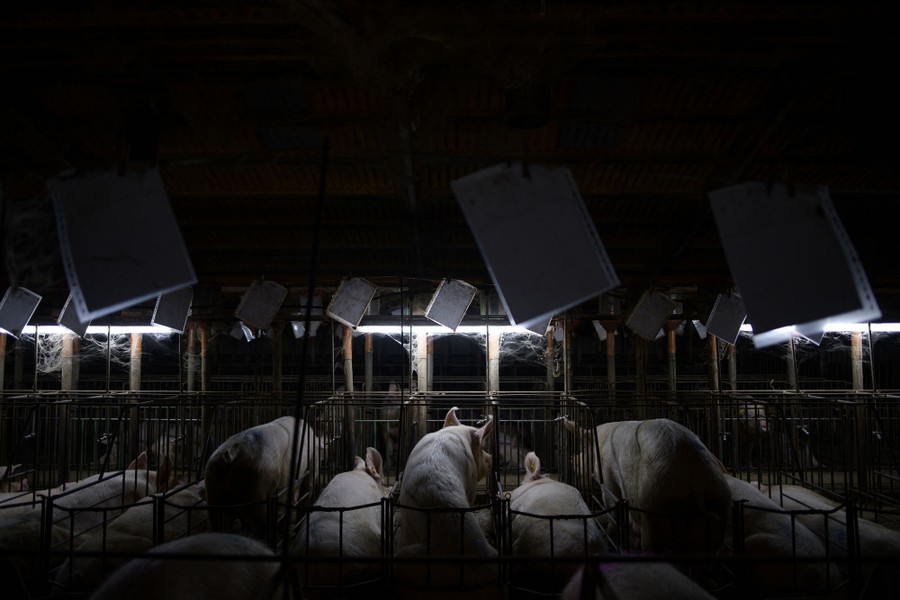 A number of pigs are seen lined up in narrow pens, side by side.
