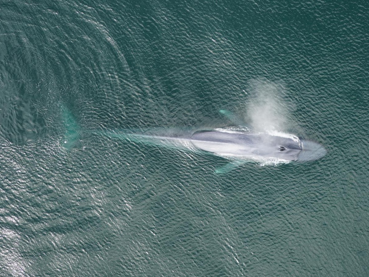 Blue Whales' Migrations Depend on Their Memories - The Atlantic