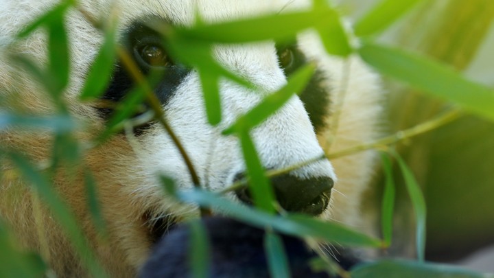 The Giant Panda Is A Closet Carnivore The Atlantic