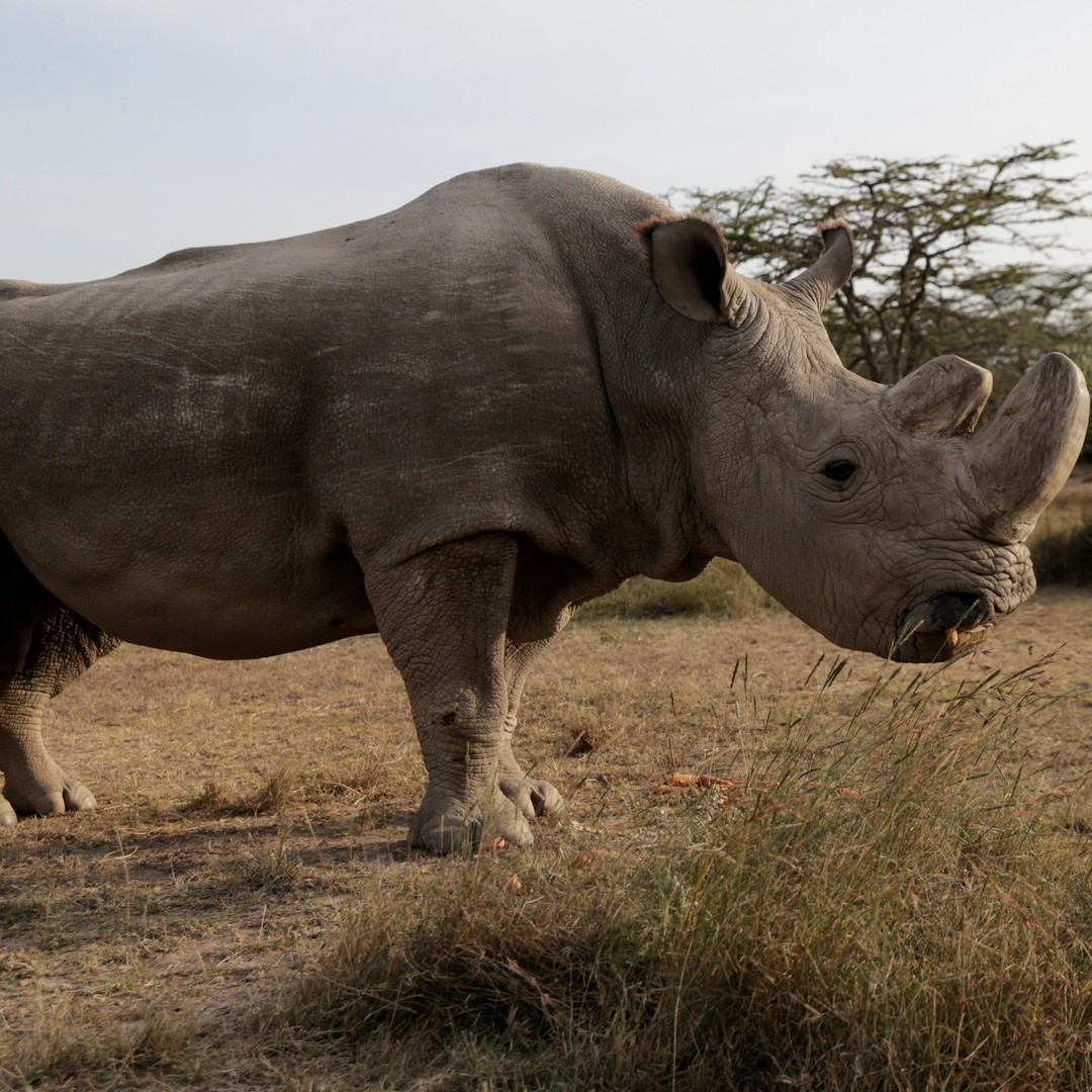 Sudan, the Last Male Northern White Rhino, Is Dead - The Atlantic
