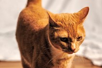 orange tabby cat standing on wood floor