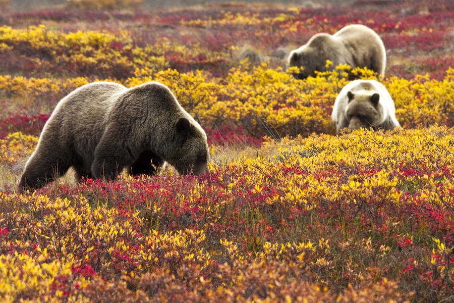 Denali National Park Month by Month: What to Expect When in Alaska