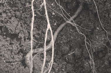 A black and white photo of an earthworm in the soil