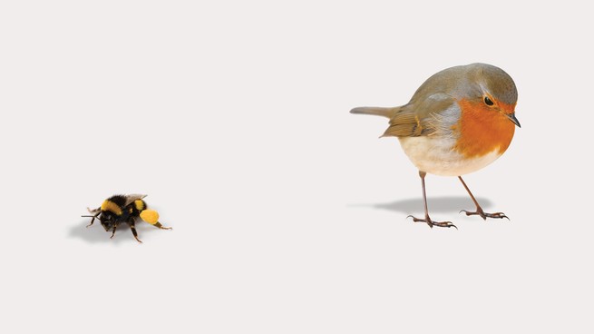 illustration of a bird and a bee