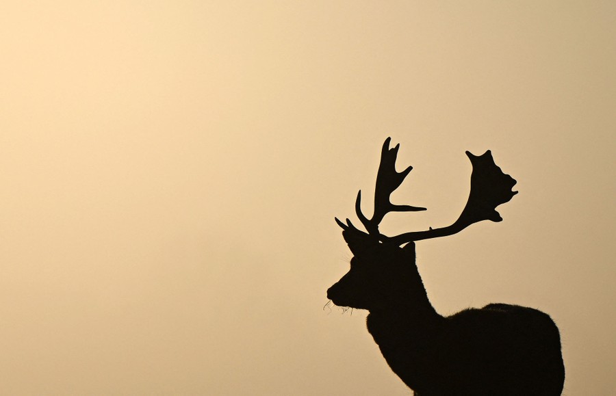 A red deer at sunrise, in silhouette