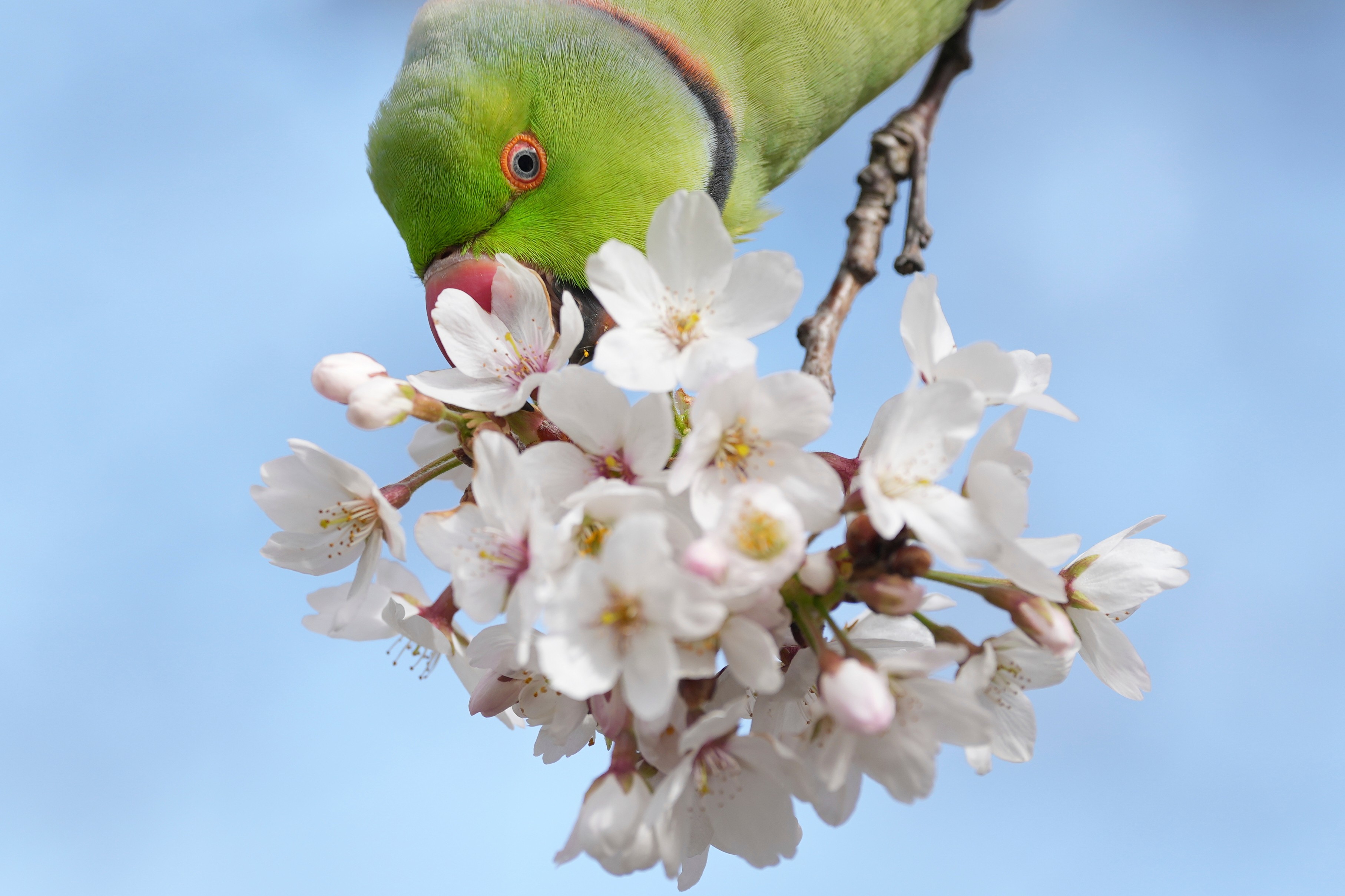 A green parakeet eats blossoms from a tree branch.