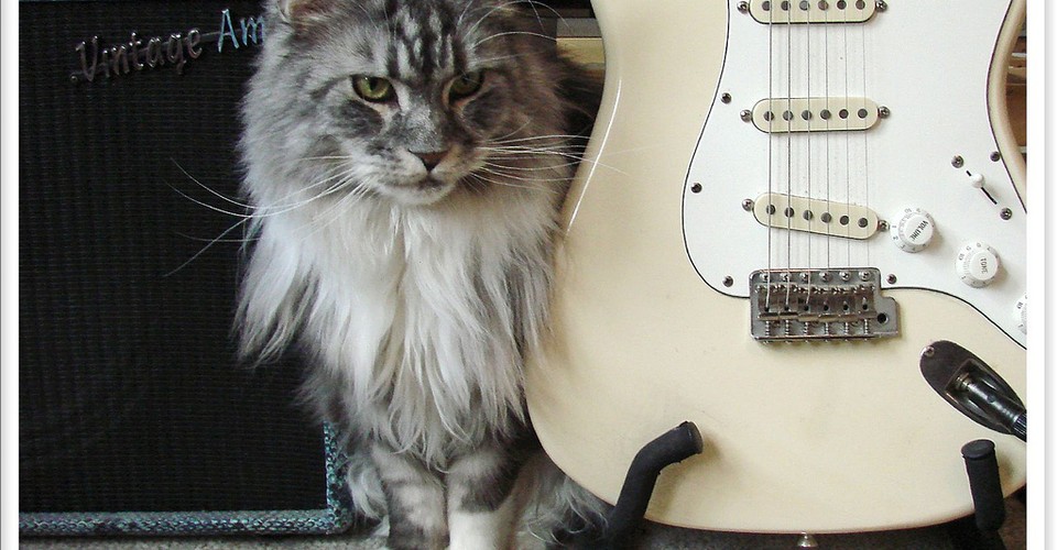 A Symphony For Cats The Atlantic