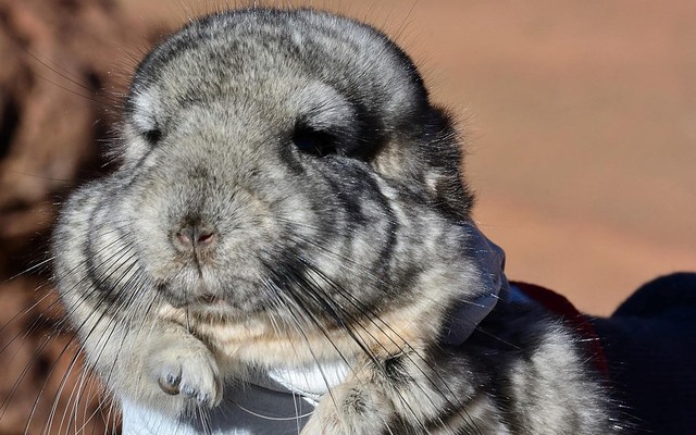 One of 25 endangered short-tailed chinchillas being relocated from the site of the mining project