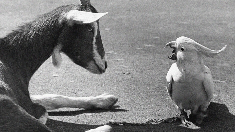 A goat and a cockatiel conversing with each other