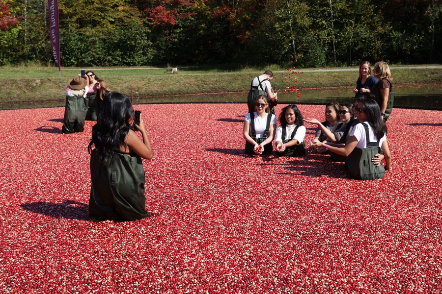 Visitors wear waders as they pose for pictures waist-deep in a bog among thousands of floating cranberries.