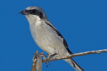 A loggerhead shrike