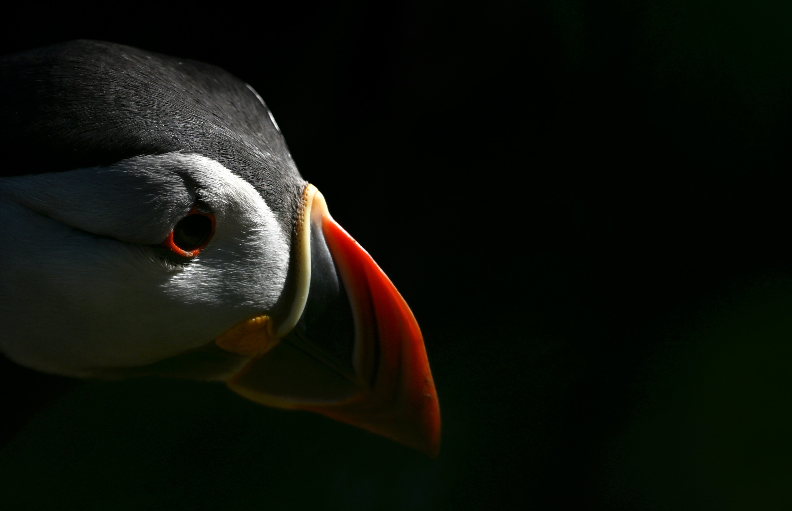 Puffin, seen in the section