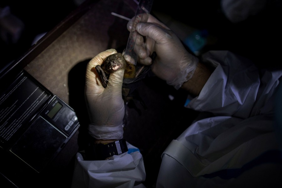 A person holds a captured bat, using a small ruler to measure it.