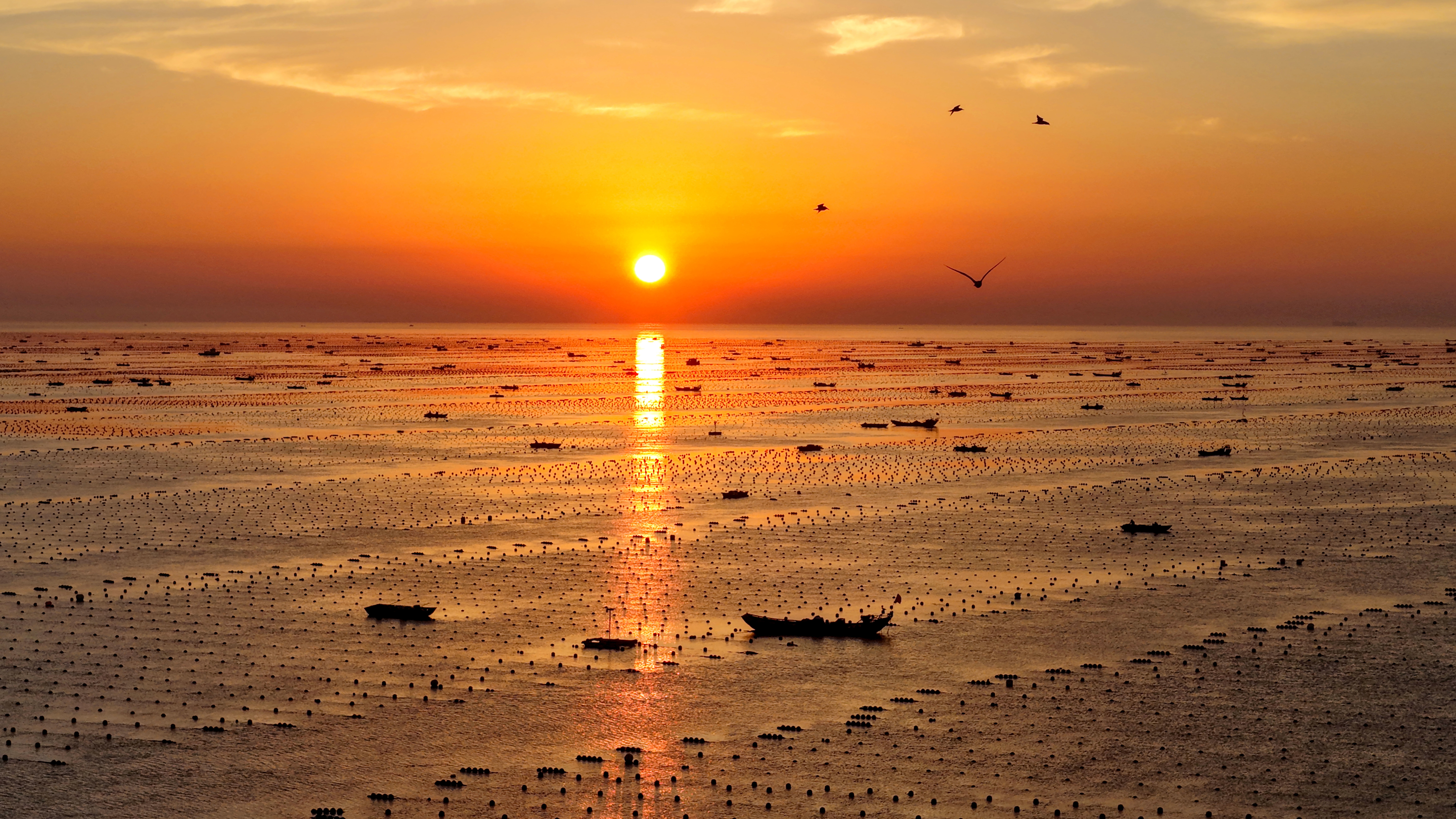 Low sunlight reflected off a harbor, dotted with many floats used in an abalone breeding area