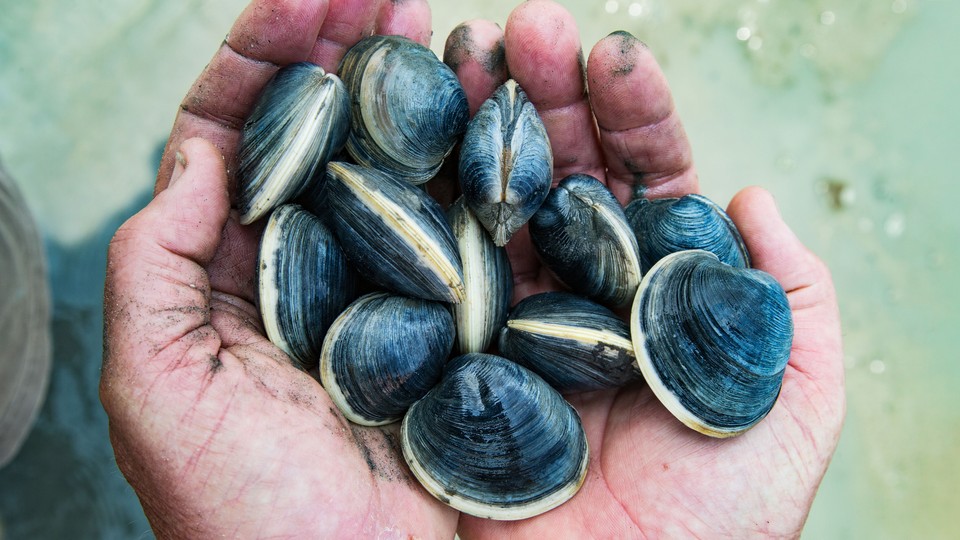 Dirty hands holding clams