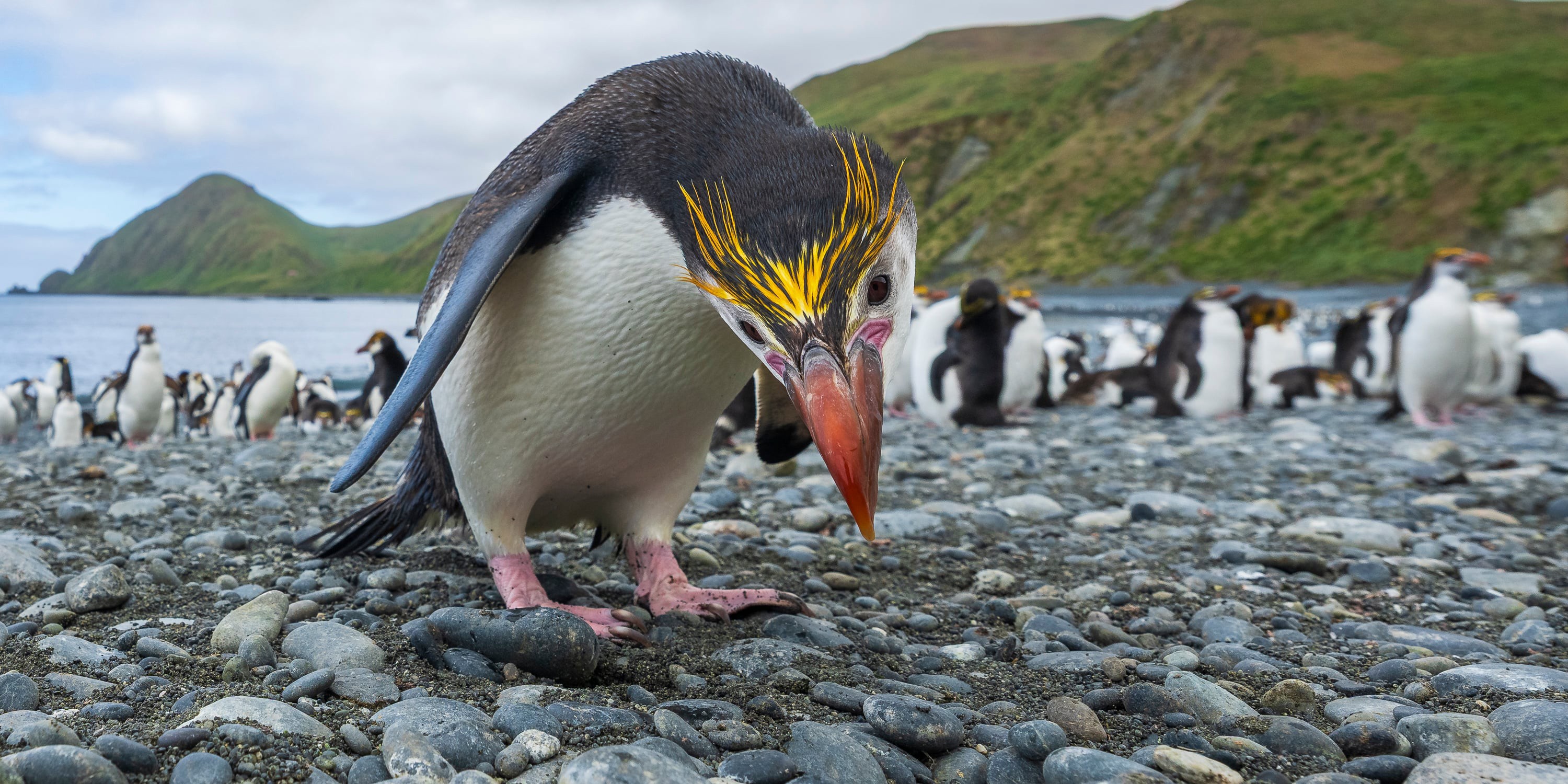 A penguin leans in to look at the camera, standing near a larger group of penguins on a rocky beach.