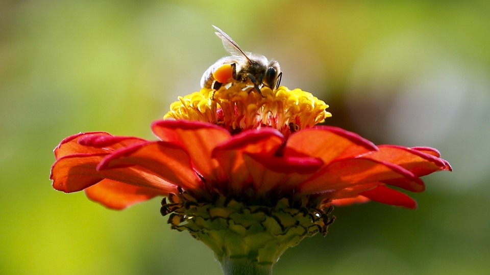 A bee perched on a red flower