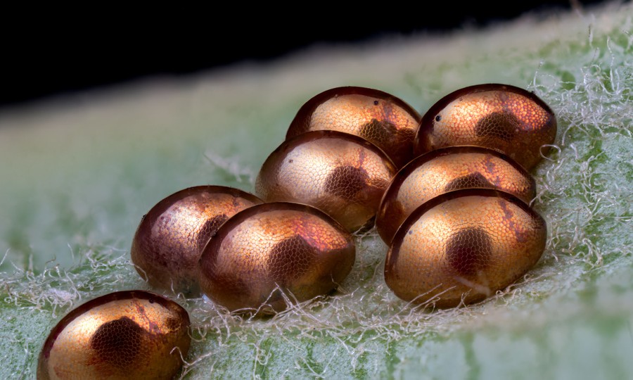 Eight small eggs that are shiny and golden sit on a leaf.