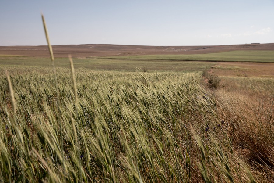 Wheat stands in a drought-stricken landscape.