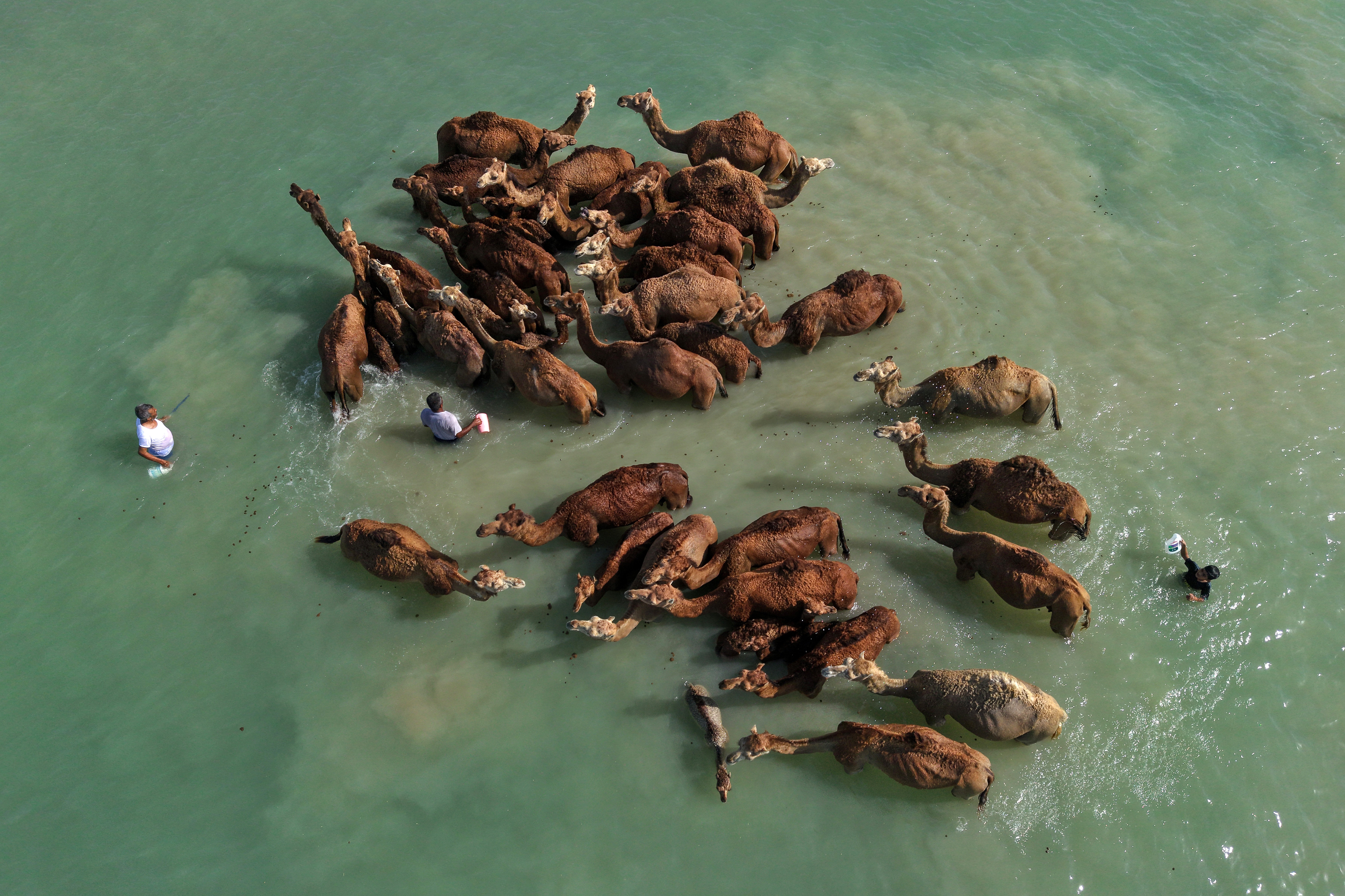 An aerial view of a small herd of camels wading in sea water
