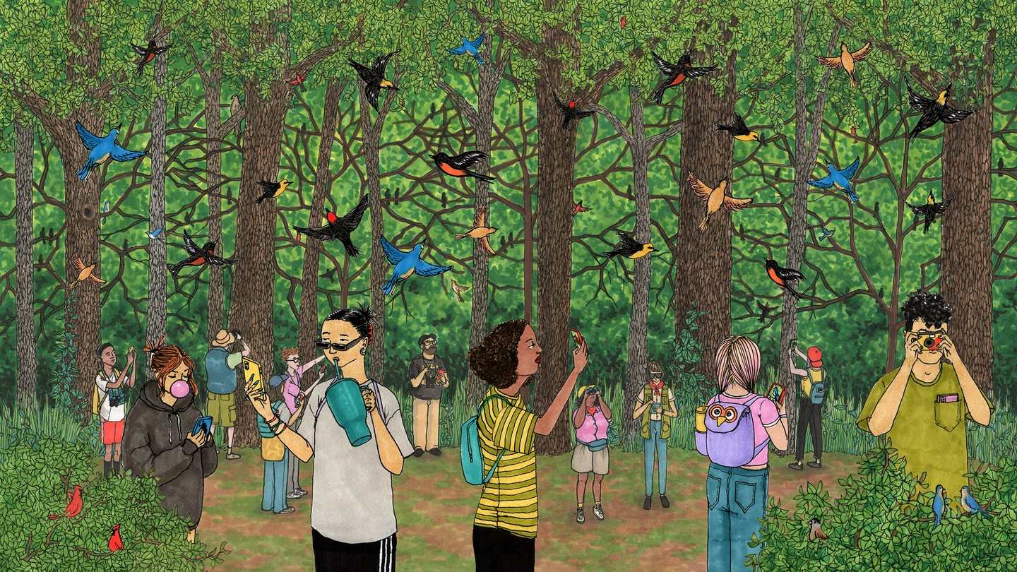 A drawing of birders in the forest